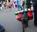 2008-Krewe-of-Barkus-Mardi-Gras-2008-New-Orleans-Parade-0513