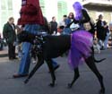 2008-Krewe-of-Barkus-Mardi-Gras-2008-New-Orleans-Parade-0514