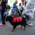 2008-Krewe-of-Barkus-Mardi-Gras-2008-New-Orleans-Parade-0515