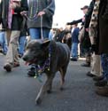 2008-Krewe-of-Barkus-Mardi-Gras-2008-New-Orleans-Parade-0517