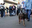 2008-Krewe-of-Barkus-Mardi-Gras-2008-New-Orleans-Parade-0519