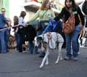 2008-Krewe-of-Barkus-Mardi-Gras-2008-New-Orleans-Parade-0529