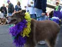 2008-Krewe-of-Barkus-Mardi-Gras-2008-New-Orleans-Parade-0532