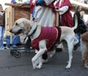 2008-Krewe-of-Barkus-Mardi-Gras-2008-New-Orleans-Parade-0535