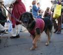 2008-Krewe-of-Barkus-Mardi-Gras-2008-New-Orleans-Parade-0536