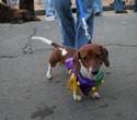 2008-Krewe-of-Barkus-Mardi-Gras-2008-New-Orleans-Parade-0542