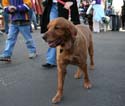 2008-Krewe-of-Barkus-Mardi-Gras-2008-New-Orleans-Parade-0544