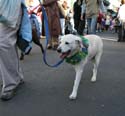 2008-Krewe-of-Barkus-Mardi-Gras-2008-New-Orleans-Parade-0545