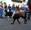 2008-Krewe-of-Barkus-Mardi-Gras-2008-New-Orleans-Parade-0553