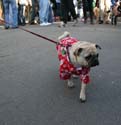 2008-Krewe-of-Barkus-Mardi-Gras-2008-New-Orleans-Parade-0556