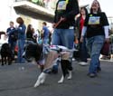 2008-Krewe-of-Barkus-Mardi-Gras-2008-New-Orleans-Parade-0560