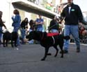 2008-Krewe-of-Barkus-Mardi-Gras-2008-New-Orleans-Parade-0561