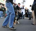 2008-Krewe-of-Barkus-Mardi-Gras-2008-New-Orleans-Parade-0563