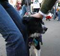 2008-Krewe-of-Barkus-Mardi-Gras-2008-New-Orleans-Parade-0564