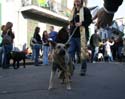 2008-Krewe-of-Barkus-Mardi-Gras-2008-New-Orleans-Parade-0566