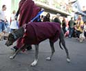 2008-Krewe-of-Barkus-Mardi-Gras-2008-New-Orleans-Parade-0572