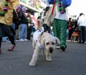 2008-Krewe-of-Barkus-Mardi-Gras-2008-New-Orleans-Parade-0573