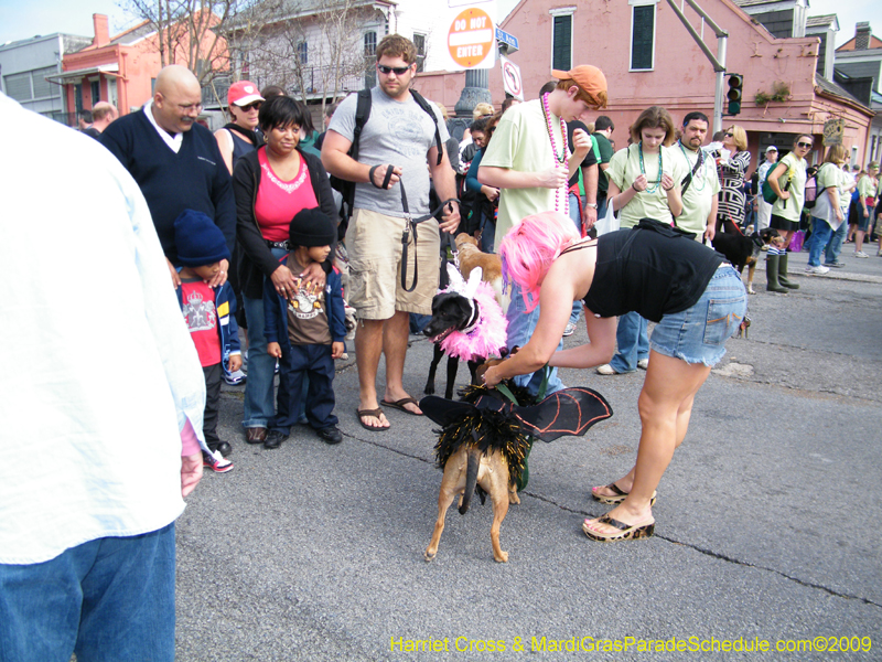 2009-Mystic-Krewe-of-Barkus-Mardi-Gras-French-Quarter-New-Orleans-Dog-Parade-Harriet-Cross-7200