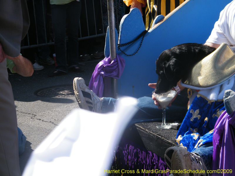 2009-Mystic-Krewe-of-Barkus-Mardi-Gras-French-Quarter-New-Orleans-Dog-Parade-Harriet-Cross-7223