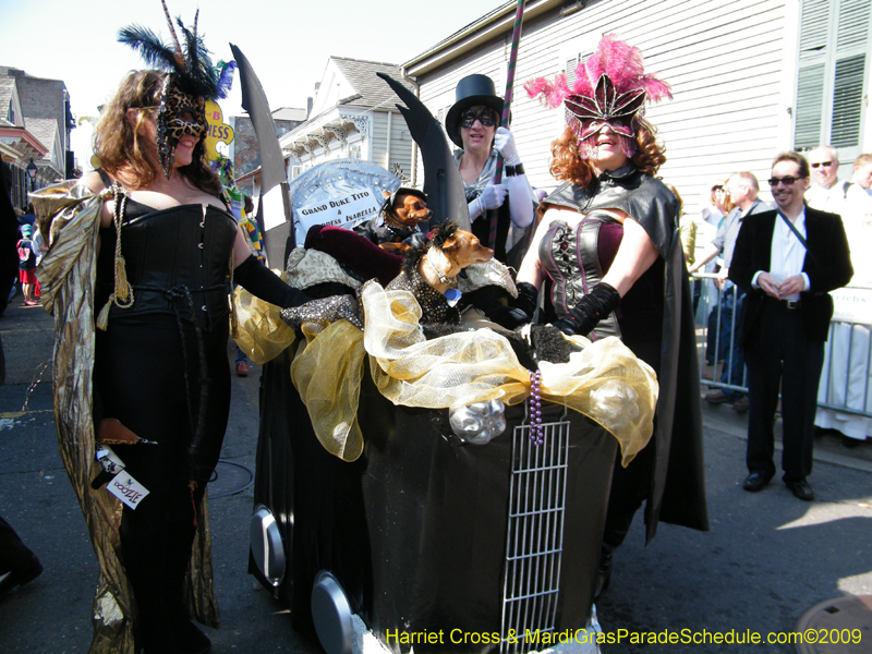 2009-Mystic-Krewe-of-Barkus-Mardi-Gras-French-Quarter-New-Orleans-Dog-Parade-Harriet-Cross-7242