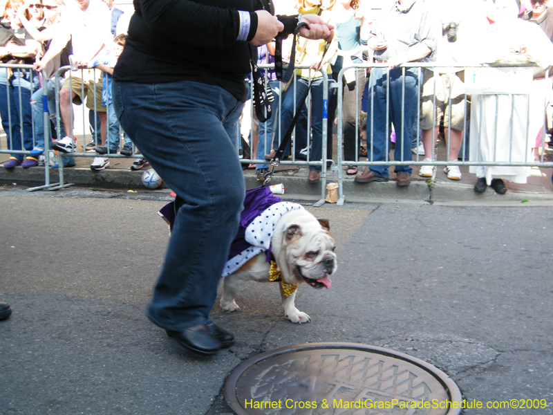 2009-Mystic-Krewe-of-Barkus-Mardi-Gras-French-Quarter-New-Orleans-Dog-Parade-Harriet-Cross-7245