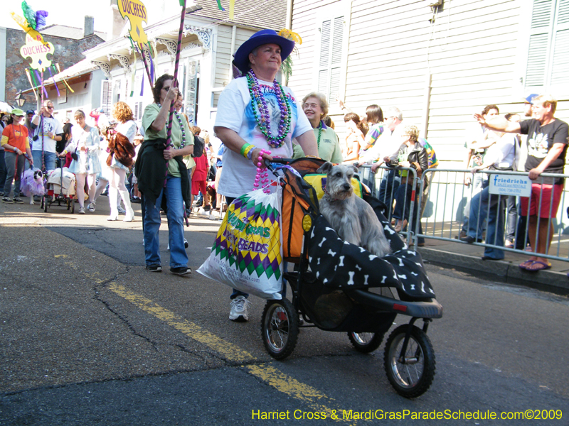 2009-Mystic-Krewe-of-Barkus-Mardi-Gras-French-Quarter-New-Orleans-Dog-Parade-Harriet-Cross-7247