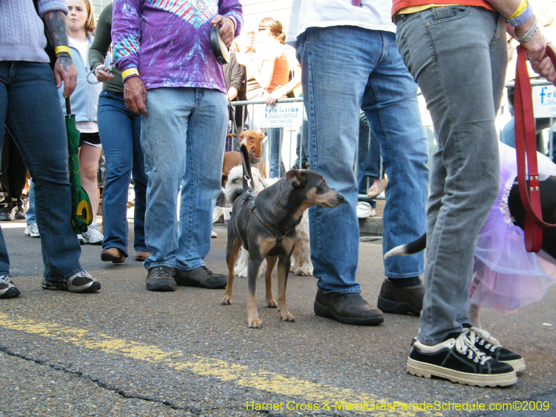 2009-Mystic-Krewe-of-Barkus-Mardi-Gras-French-Quarter-New-Orleans-Dog-Parade-Harriet-Cross-7250