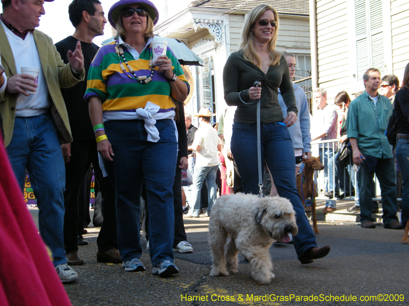 2009-Mystic-Krewe-of-Barkus-Mardi-Gras-French-Quarter-New-Orleans-Dog-Parade-Harriet-Cross-7251