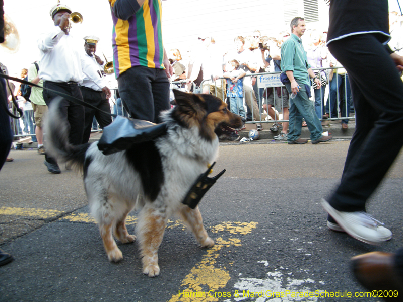 2009-Mystic-Krewe-of-Barkus-Mardi-Gras-French-Quarter-New-Orleans-Dog-Parade-Harriet-Cross-7252