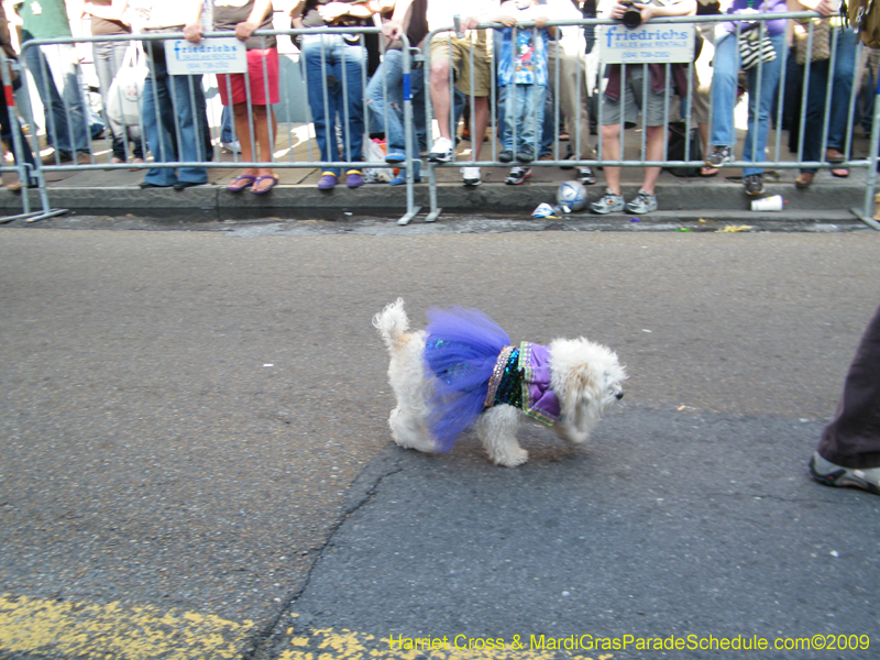 2009-Mystic-Krewe-of-Barkus-Mardi-Gras-French-Quarter-New-Orleans-Dog-Parade-Harriet-Cross-7255