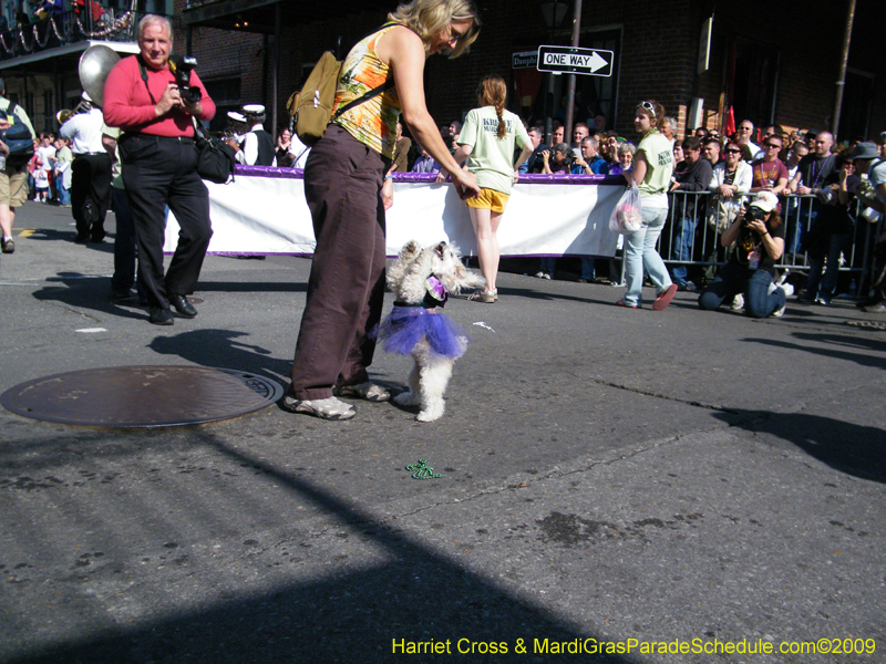 2009-Mystic-Krewe-of-Barkus-Mardi-Gras-French-Quarter-New-Orleans-Dog-Parade-Harriet-Cross-7256