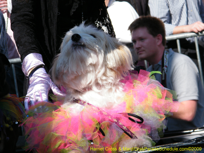 2009-Mystic-Krewe-of-Barkus-Mardi-Gras-French-Quarter-New-Orleans-Dog-Parade-Harriet-Cross-7259