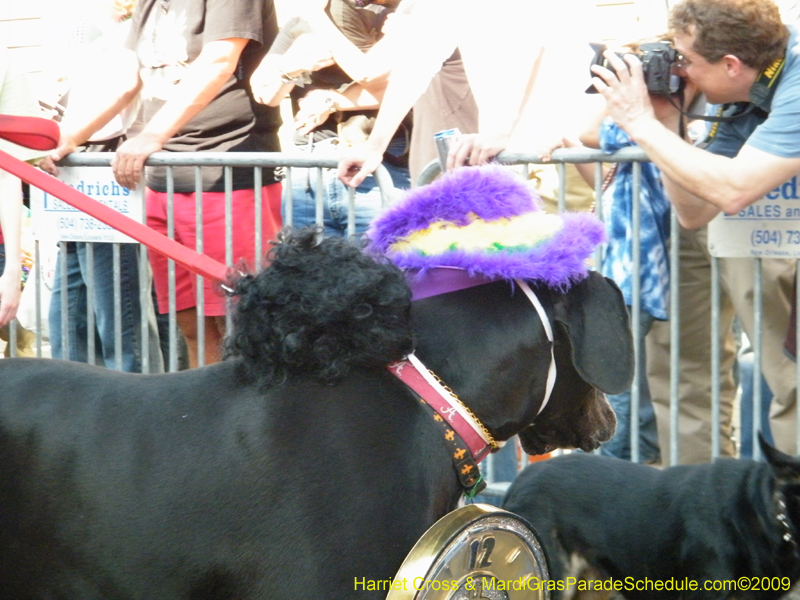 2009-Mystic-Krewe-of-Barkus-Mardi-Gras-French-Quarter-New-Orleans-Dog-Parade-Harriet-Cross-7260