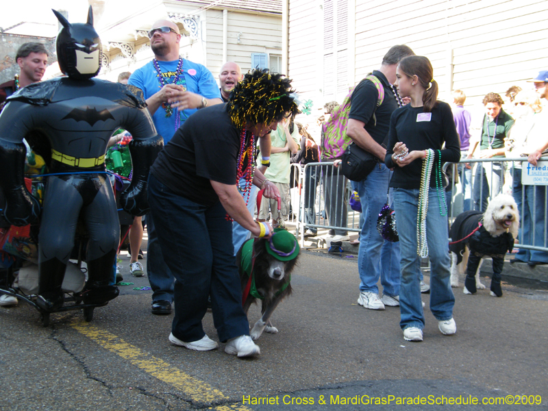 2009-Mystic-Krewe-of-Barkus-Mardi-Gras-French-Quarter-New-Orleans-Dog-Parade-Harriet-Cross-7263