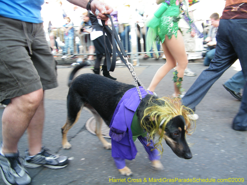 2009-Mystic-Krewe-of-Barkus-Mardi-Gras-French-Quarter-New-Orleans-Dog-Parade-Harriet-Cross-7266