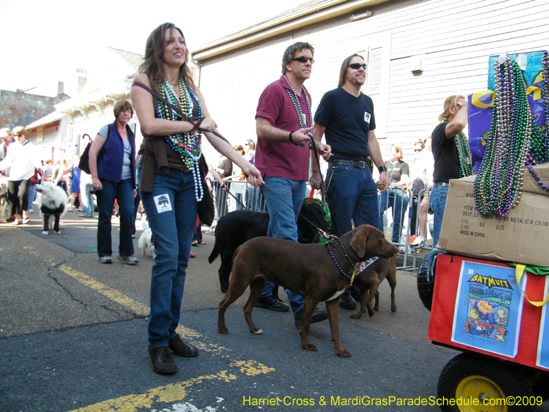 2009-Mystic-Krewe-of-Barkus-Mardi-Gras-French-Quarter-New-Orleans-Dog-Parade-Harriet-Cross-7267