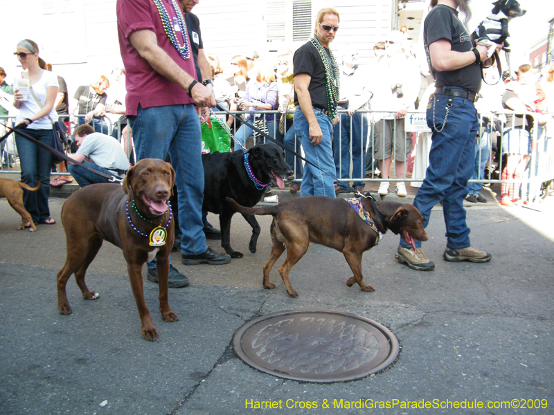 2009-Mystic-Krewe-of-Barkus-Mardi-Gras-French-Quarter-New-Orleans-Dog-Parade-Harriet-Cross-7270