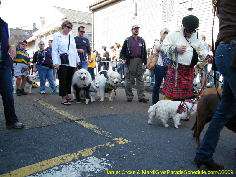 2009-Mystic-Krewe-of-Barkus-Mardi-Gras-French-Quarter-New-Orleans-Dog-Parade-Harriet-Cross-7271