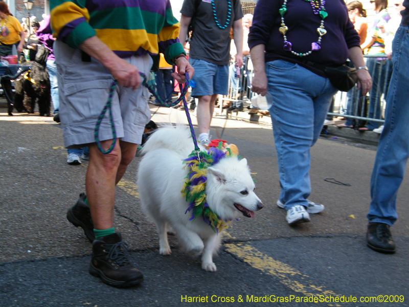 2009-Mystic-Krewe-of-Barkus-Mardi-Gras-French-Quarter-New-Orleans-Dog-Parade-Harriet-Cross-7272