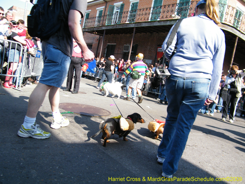 2009-Mystic-Krewe-of-Barkus-Mardi-Gras-French-Quarter-New-Orleans-Dog-Parade-Harriet-Cross-7275