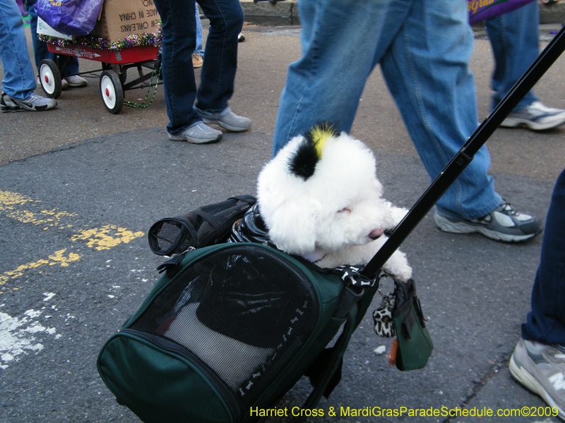 2009-Mystic-Krewe-of-Barkus-Mardi-Gras-French-Quarter-New-Orleans-Dog-Parade-Harriet-Cross-7280