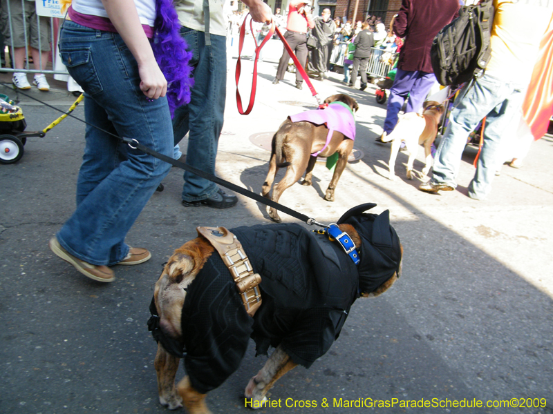 2009-Mystic-Krewe-of-Barkus-Mardi-Gras-French-Quarter-New-Orleans-Dog-Parade-Harriet-Cross-7288