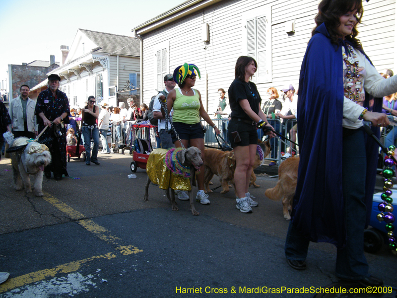 2009-Mystic-Krewe-of-Barkus-Mardi-Gras-French-Quarter-New-Orleans-Dog-Parade-Harriet-Cross-7289