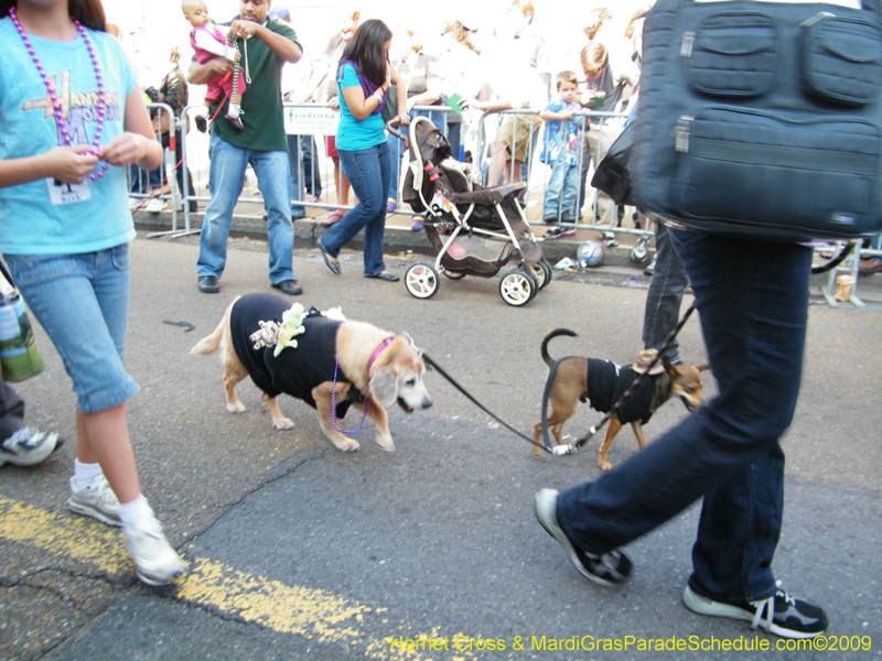 2009-Mystic-Krewe-of-Barkus-Mardi-Gras-French-Quarter-New-Orleans-Dog-Parade-Harriet-Cross-7291