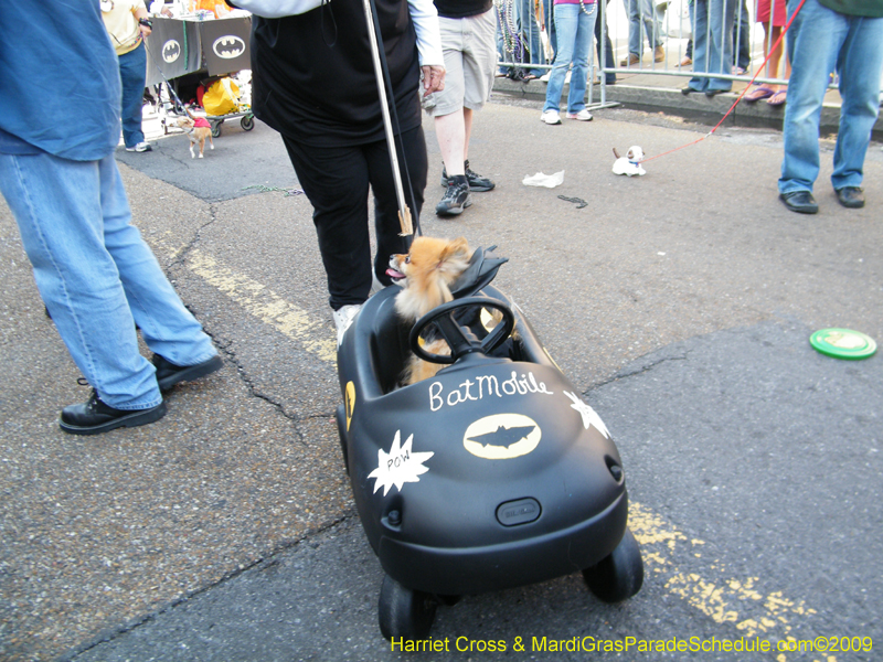 2009-Mystic-Krewe-of-Barkus-Mardi-Gras-French-Quarter-New-Orleans-Dog-Parade-Harriet-Cross-7292