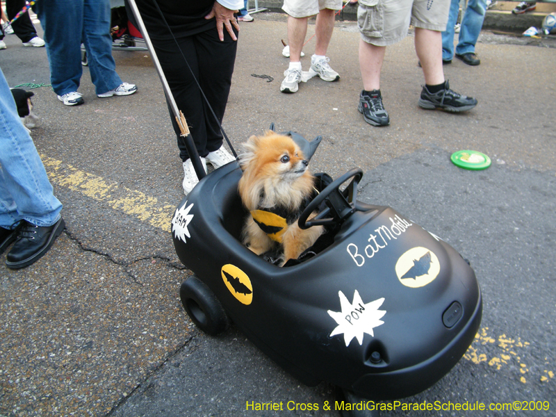 2009-Mystic-Krewe-of-Barkus-Mardi-Gras-French-Quarter-New-Orleans-Dog-Parade-Harriet-Cross-7293