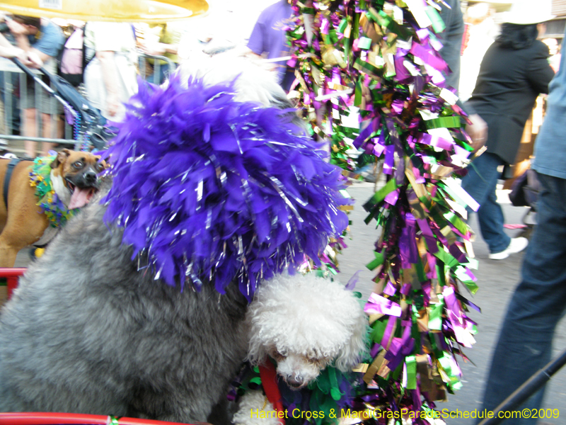 2009-Mystic-Krewe-of-Barkus-Mardi-Gras-French-Quarter-New-Orleans-Dog-Parade-Harriet-Cross-7296