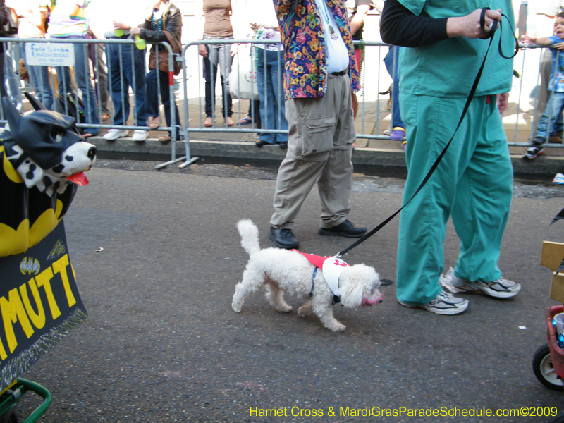 2009-Mystic-Krewe-of-Barkus-Mardi-Gras-French-Quarter-New-Orleans-Dog-Parade-Harriet-Cross-7297