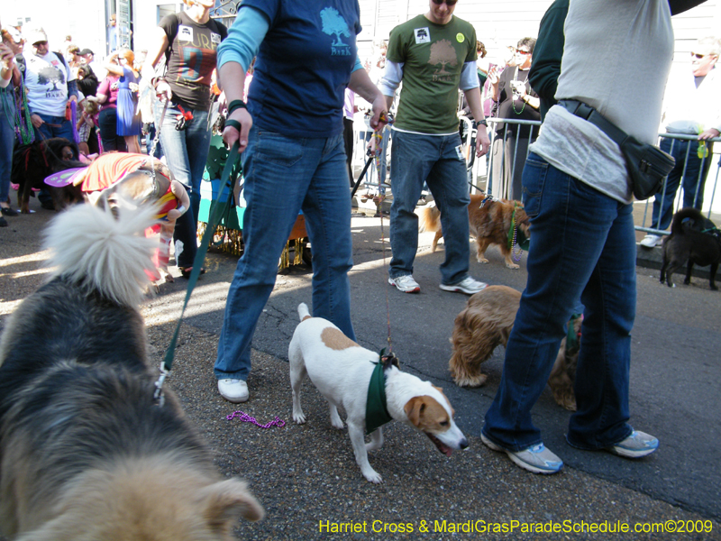 2009-Mystic-Krewe-of-Barkus-Mardi-Gras-French-Quarter-New-Orleans-Dog-Parade-Harriet-Cross-7298