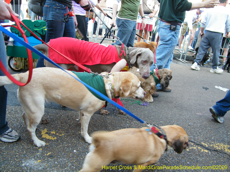 2009-Mystic-Krewe-of-Barkus-Mardi-Gras-French-Quarter-New-Orleans-Dog-Parade-Harriet-Cross-7300